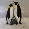 Titel:Pinguine 30x40cm, Öl auf Leinwand